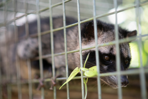 Kopi Luwak: How an Article Accidentally Inspired a Cruel Industry